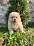 Chow chow rasă pură