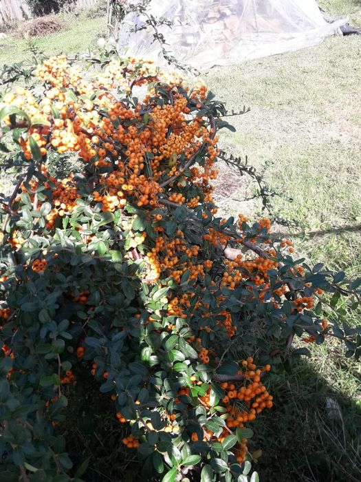 Pyracantha culoare rosu si galben