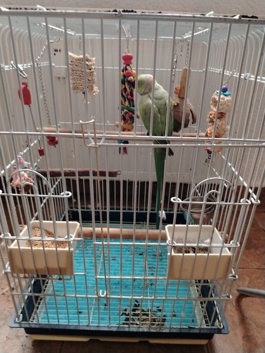 Acest papagal mascul se află Papagalul și colivia