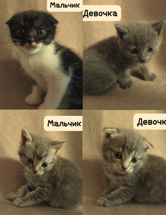 Продам котят шотландской вислоухой