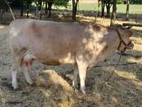 vaca de vanzare !