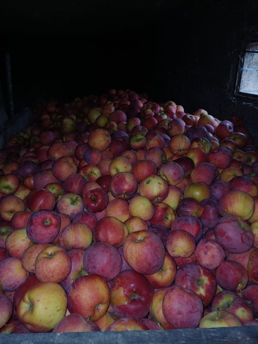 Mere Florina, Ionathan, Idared