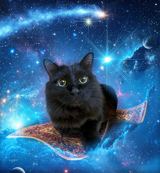 Красивый кот добрым людям!