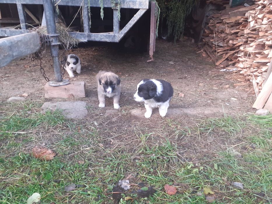 Catei pentru adoptie