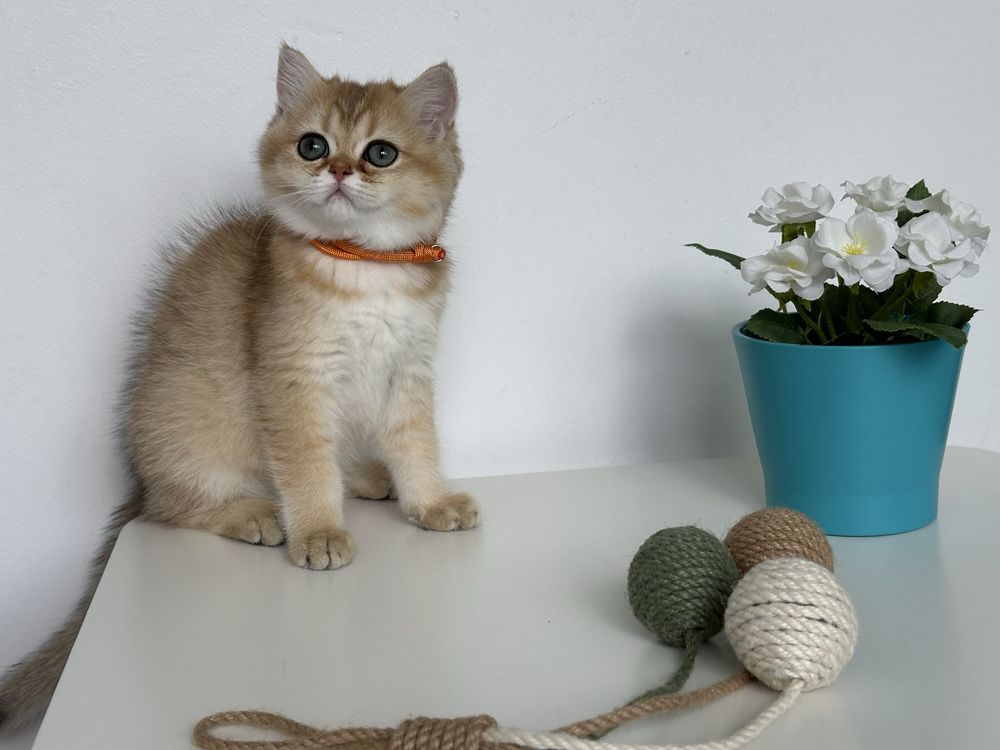 British shorthair GOLDEN fetita superba !! CERTIFICAT PEDIGREE