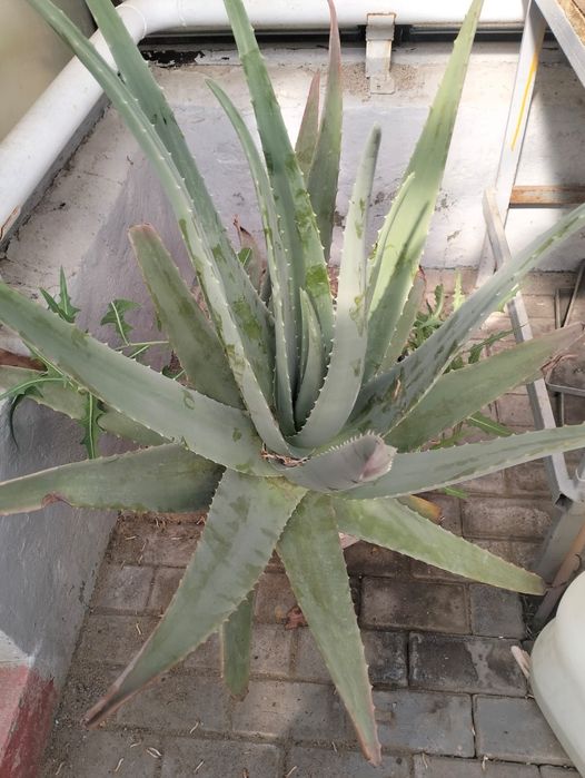 Продам лечебное алоэ