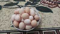 Продаём яйца домашных несушек