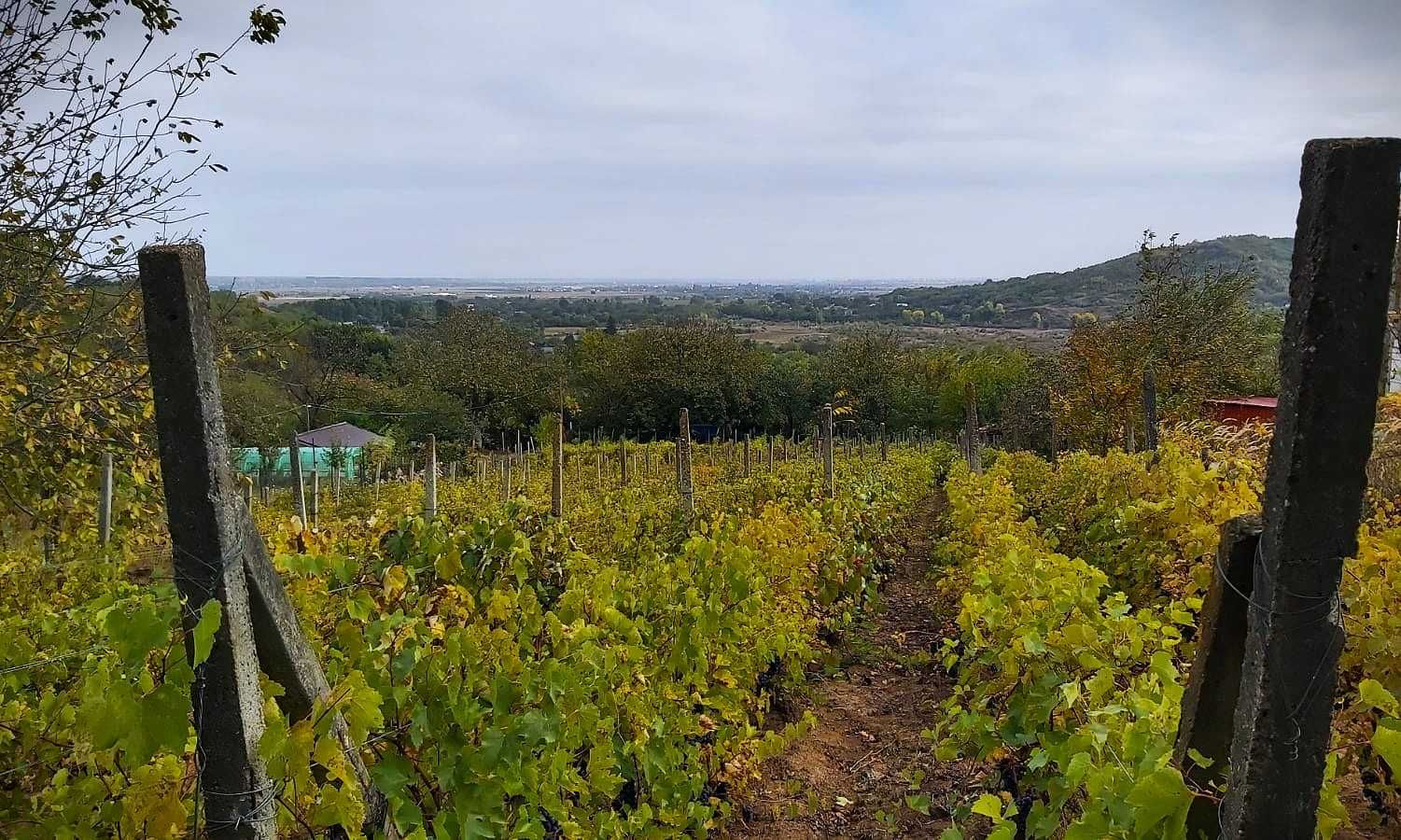 Teren intravilan-2220 mp - Niscov, com. Vernesti.