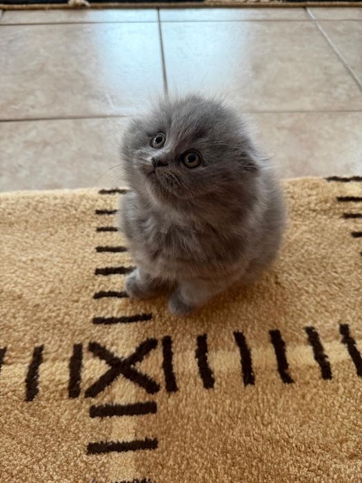 Scottish Fold LongHair