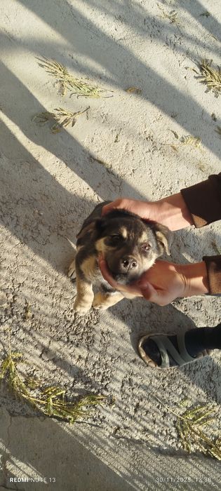 Kuchukcha chupon kuchuk