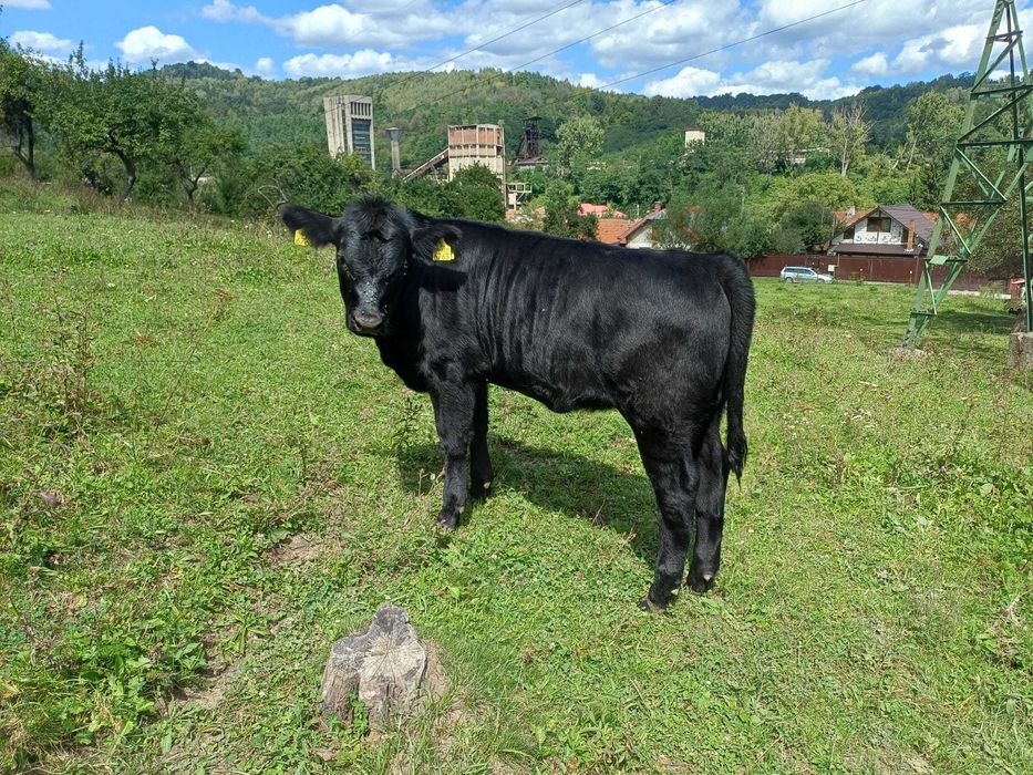 De vânzare vacă cu vițea