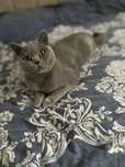 British Shorthair Blue Pedigree Femela