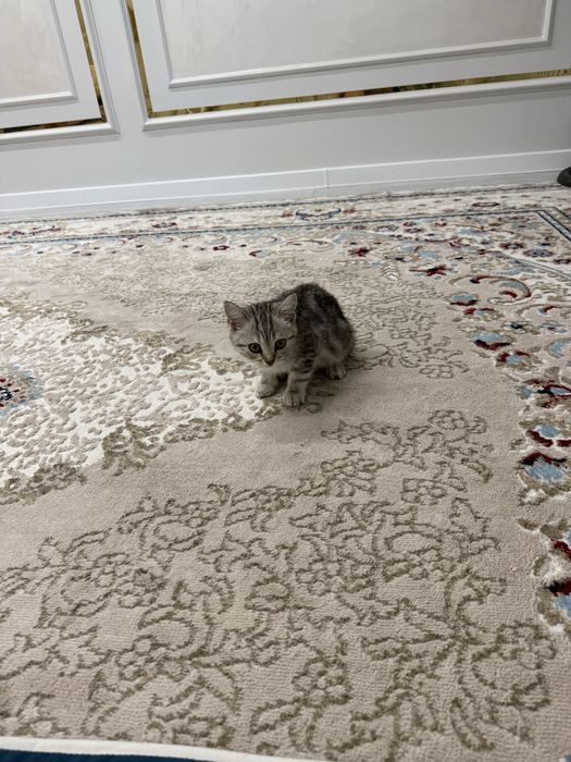 Продам кошку кызылорда