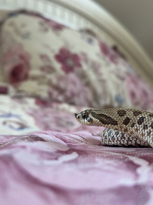 Hognose snake + tarariu + ascunzișuri  :)