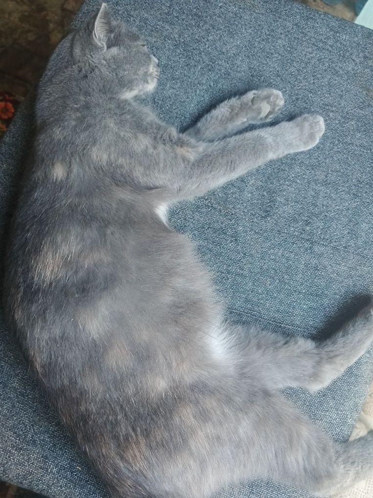 Scottish fold qornida bolasi bor