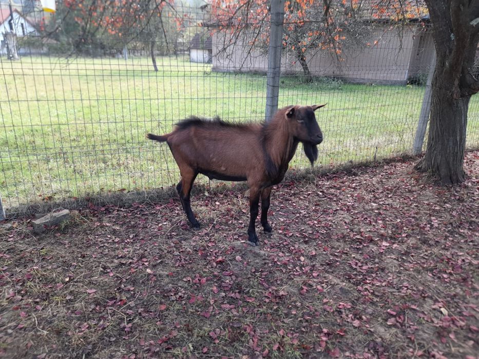 Berbec carabas si tapi alpin francez si metis sannen