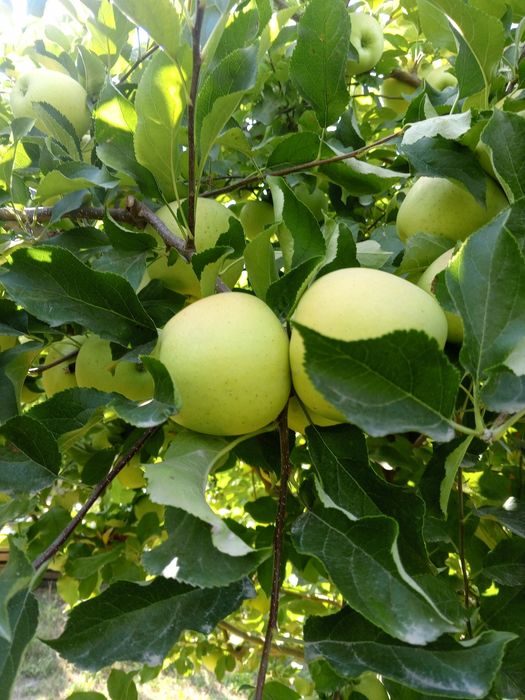 Продам яблоки золотой превосходный