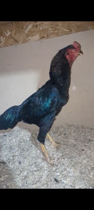 Дакан шожелер бар сатылады срочно