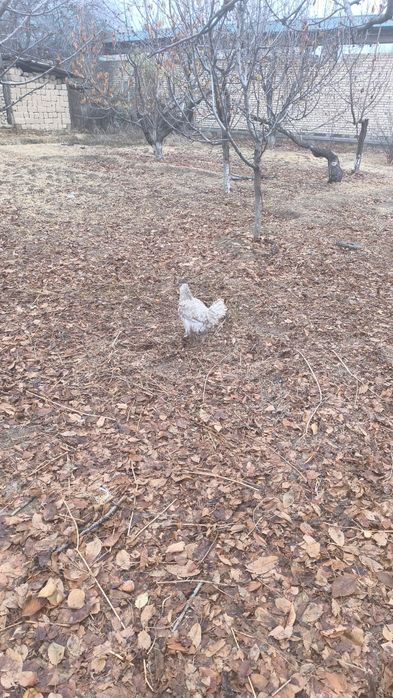 G'oz, o'rdak, kurka, indyutka, tovuq va xoroz sotladi