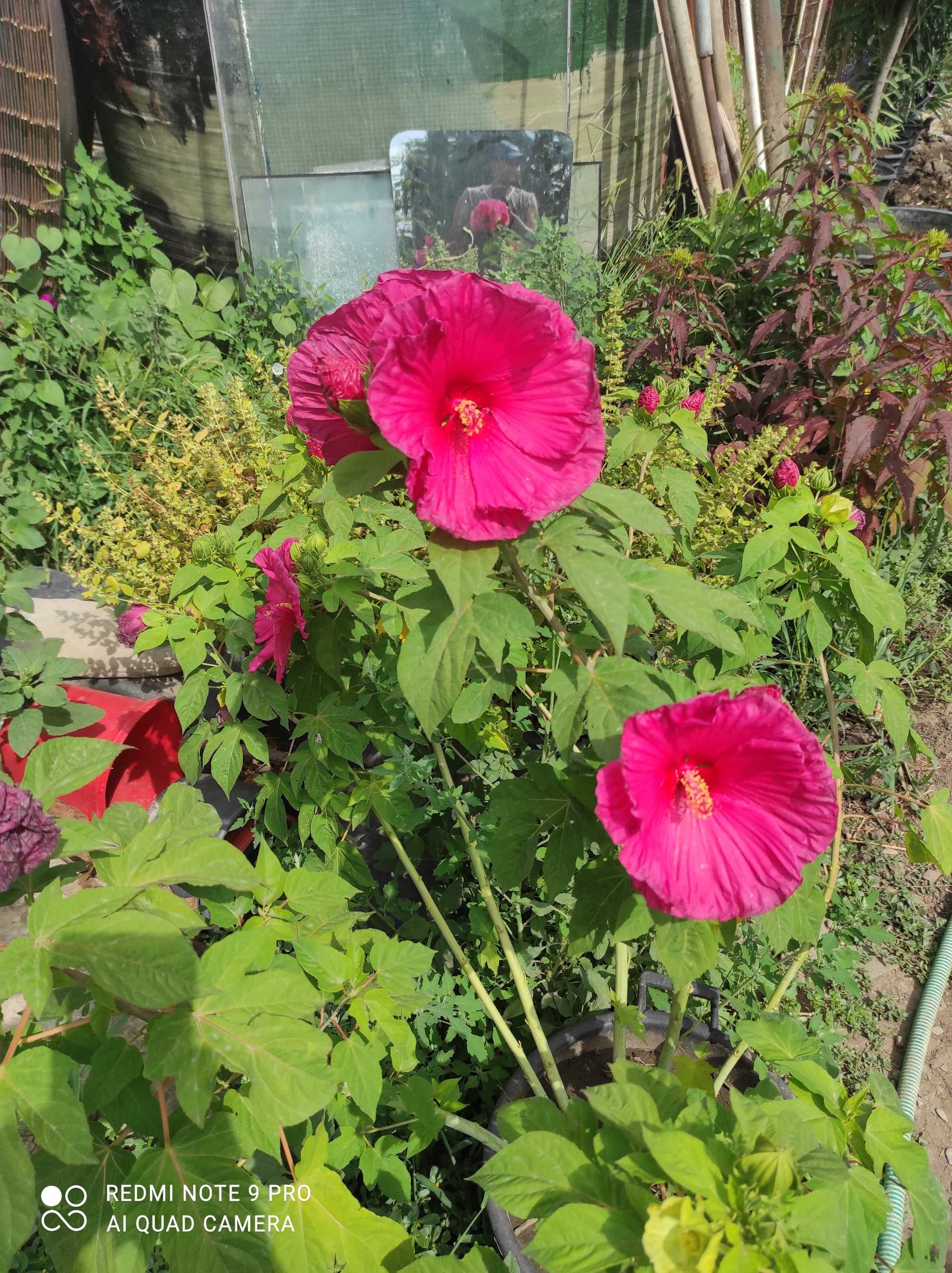 Hibiscus moschetous care face flori cat farfuria