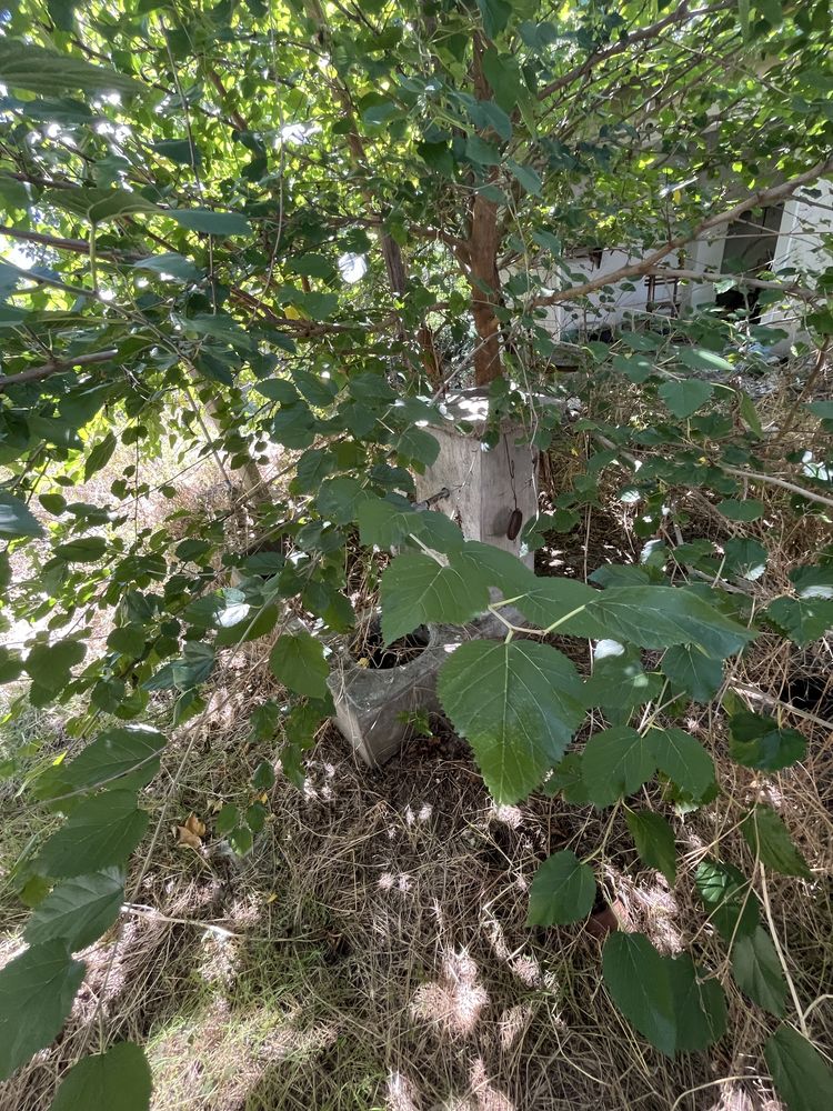 Продава се къща в село Буховци