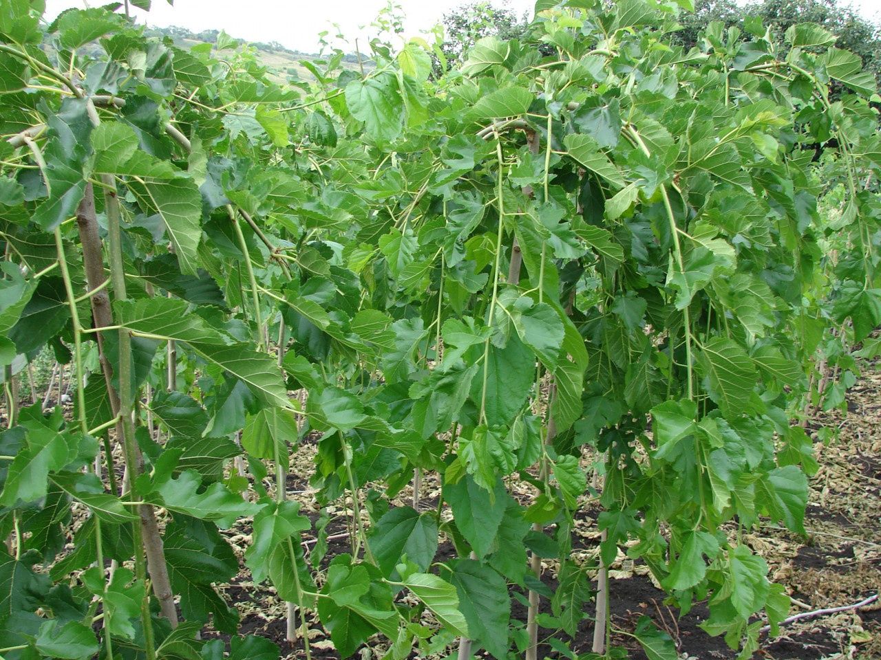 Арча кучатлари бор водийда арзон нархларда кучатлар зур !