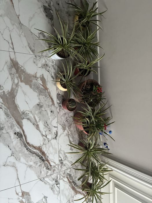 Цветы для дома новынка