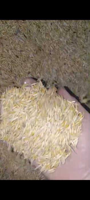 Овес. Корма животных мешок2300тг