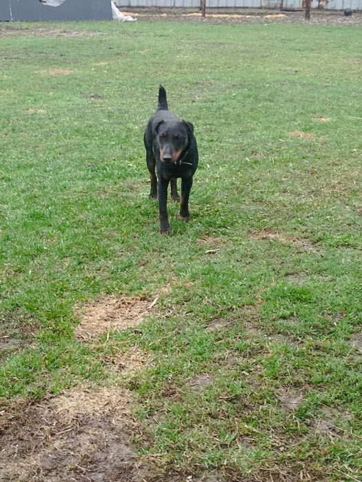 Ягдтьер кобель для вязки можно на продажу