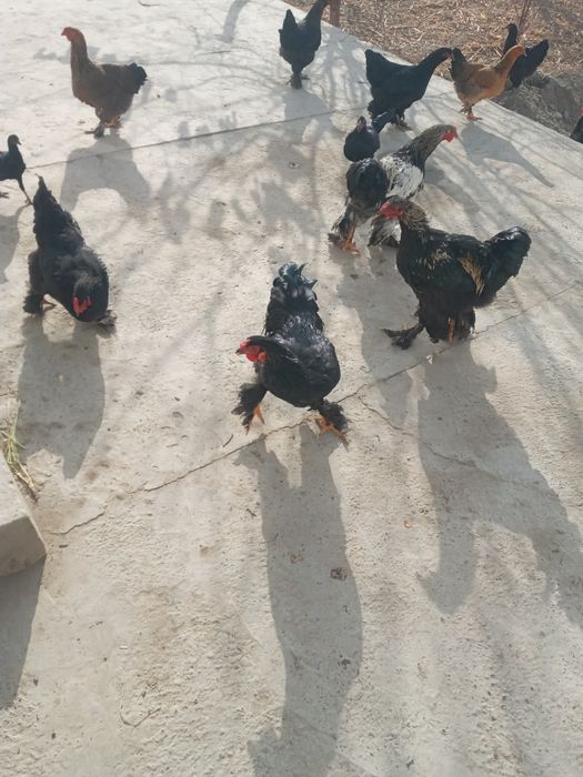 Tovuqlar sotiladi