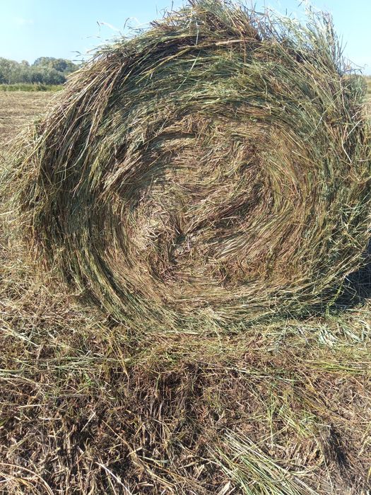 Продам сено рулоны 3000 тг