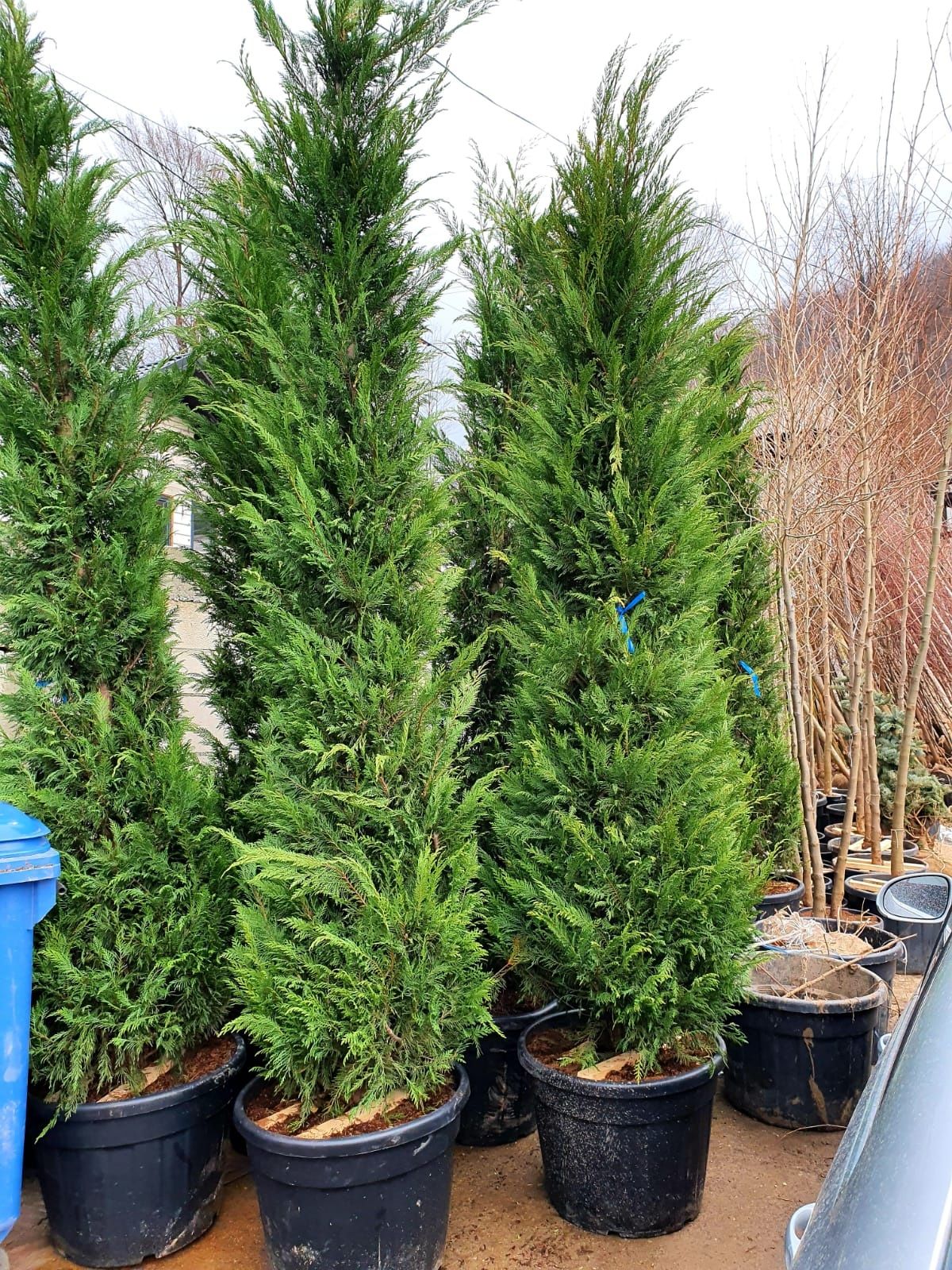 Thuja de orice specie aclimatizati pentru temperatutilr din Romania