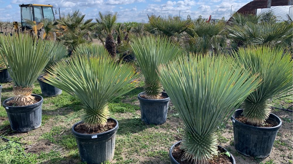 Yucca Rostrata 30-40cm de trunchi