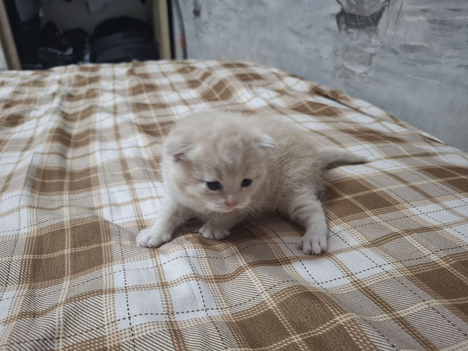 Продам 2 породистых новорождённых котёнков.