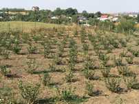 Aronia de 2 ani la super pret