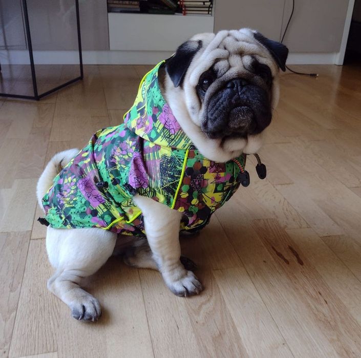 Mops 5.5 ani adopție