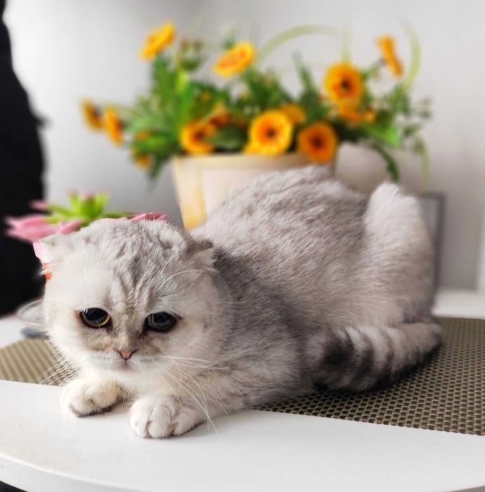 Baietel Scottish Fold Shorthair