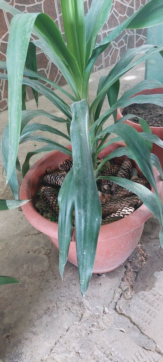 Yucca planta de interior