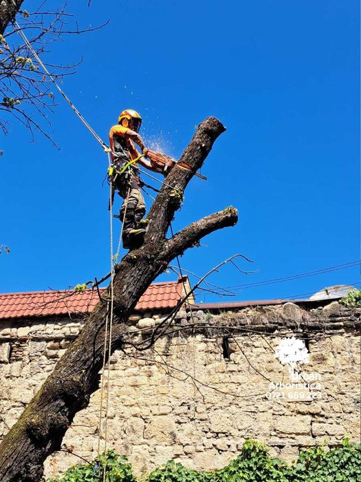 Taiere Copaci Periculoși Pomi Fructiferi Uscați - Arborist Cluj-Napoca