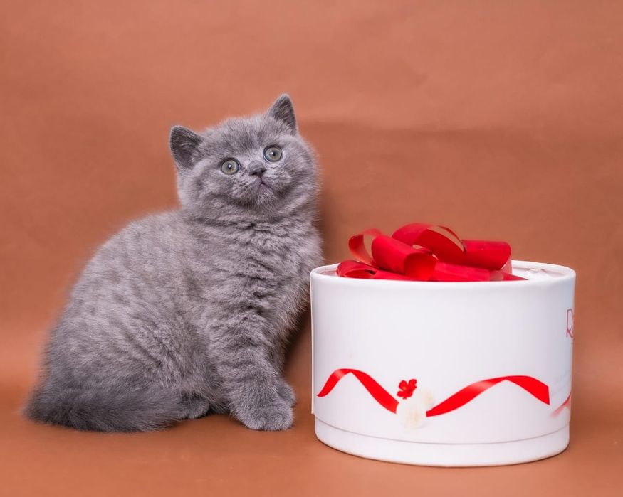 Британские серые котята