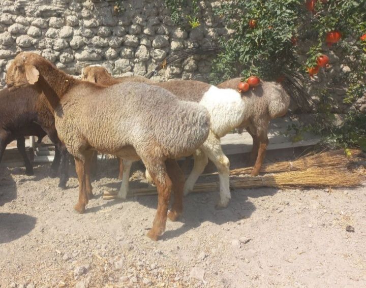 qo'chqorla uyda boqilgan semiz. Joxori bug'doy xashak bilan boqilgan