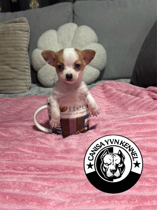 Mascul chihuahua miny
