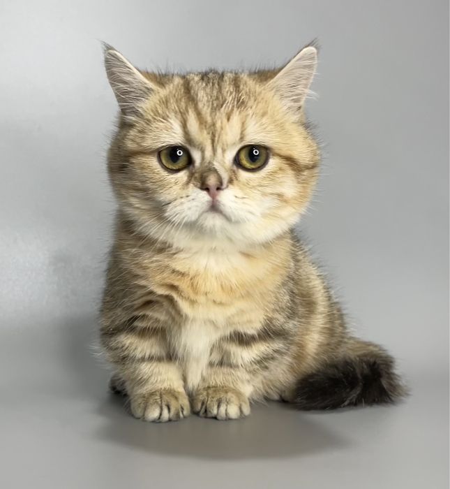 Продается манчкин,кошечка .