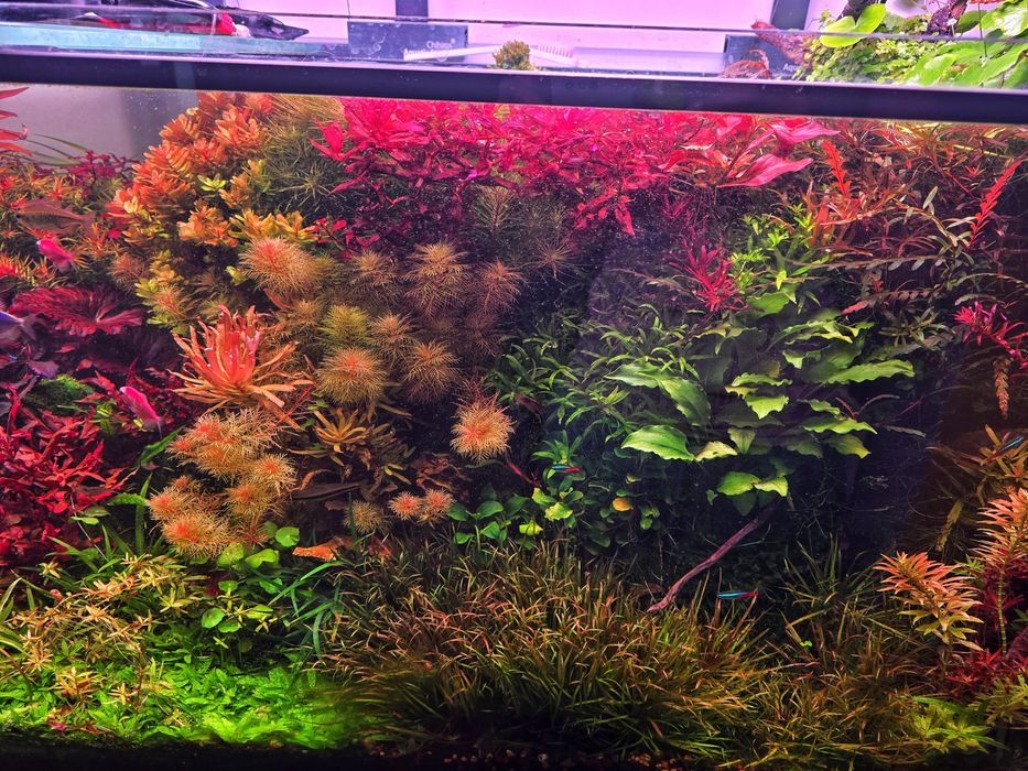 Plante Naturale Acvariu