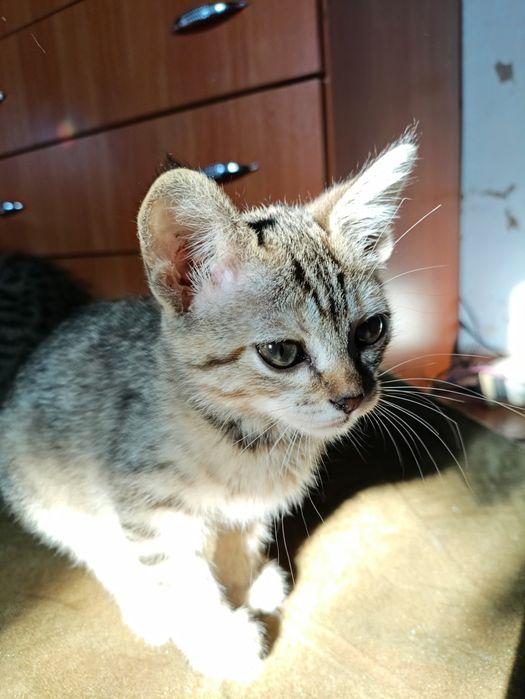 Котята-мышеловы 2,5 месяца