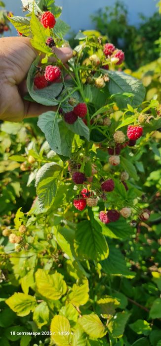 Продавам разсад малини сорт Люлин