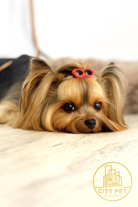 Tuns caini pisici Bucuresti -P Muncii   -sect 2 frizerie canina