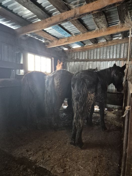 Три тая на откорме продам