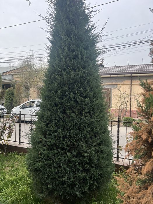 Archa kesish gazon ekish archalarni dorilash