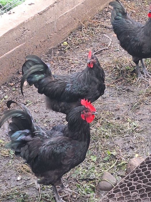 Vând cocoși austrolorp  2025